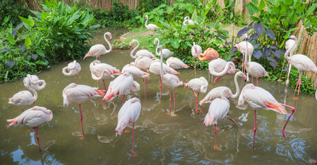Large Flock of Flamingos Wading