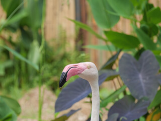 Pale Flamingo Profile Against Tropical Leaves