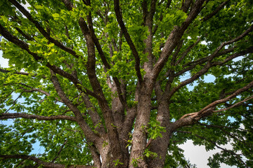 Oak in Kvilleken park in Sweden near Rumskulla