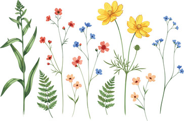 Watercolor set of delicate wild flowers, field herbs, and forest ferns illustration; soft hand-painted artistic floral collection for vintage design projects.