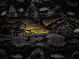 Reticulated Python Close-up in Shadow