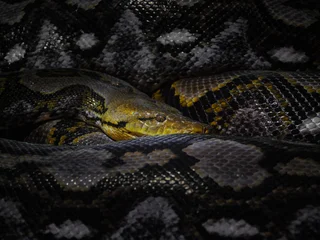 Reticulated Python Close-up in Shadow © nitinan
