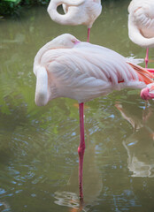 Resting Flamingo Tucked Head Pose