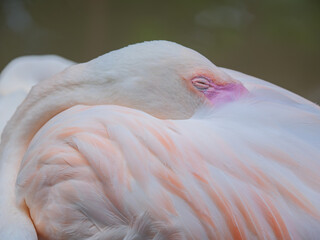 Sleeping Flamingo Head Close-up