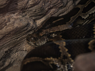 Snake Camouflaged on Tree Bark