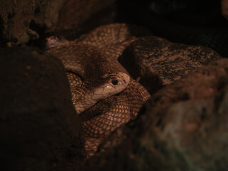 Snake Coiled in Dark Den