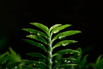 Suspended Water Droplet Macro