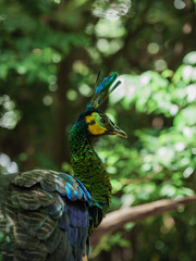 Vibrant Green Peafowl Portrait