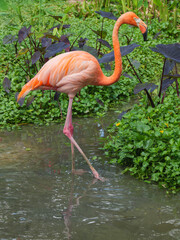 Vibrant Orange Flamingo in Green Habitat