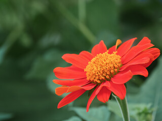 Vibrant Red-Orange Flower Close-up