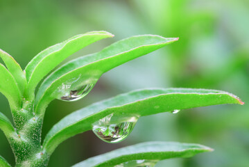 Water Droplet on Fresh Green Leaf