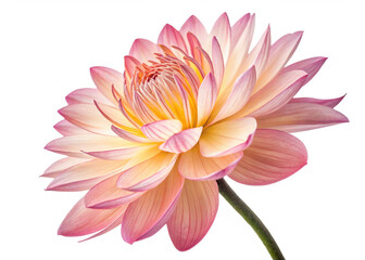 
flower isolated on white