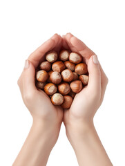 Human Hands Holding Fresh Hazelnuts on Transparent Background