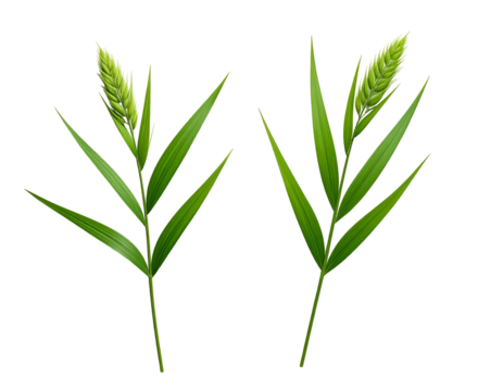 Two vibrant green grain stalks with seed heads on a black background - Powered by Adobe