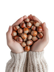 Human Hands Holding Fresh Hazelnuts on Transparent Background