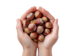 Human Hands Holding Fresh Hazelnuts on Transparent Background