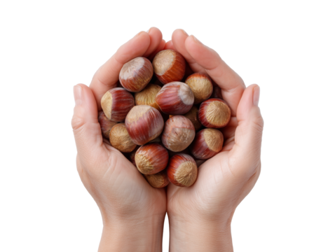 Human Hands Holding Fresh Hazelnuts on Transparent Background