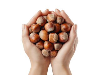 Human Hands Holding Fresh Hazelnuts on Transparent Background