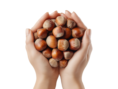 Human Hands Holding Fresh Hazelnuts on Transparent Background
