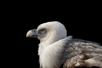 A profile portrait of a large Eurasian griffon with a powerful hooked beak and pale neck plumage against a dark background. Detailed feathers and an intense gaze highlight the strength and beauty of w
