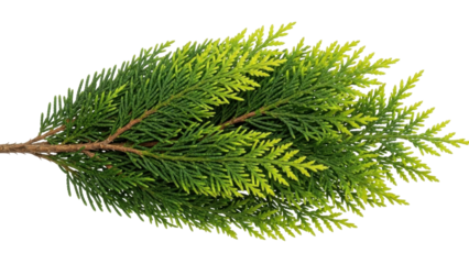 Isolated evergreen plant stem for botanical holiday decor, festive decoration and seasonal accents