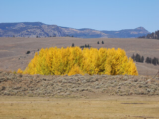 Vibrant Golden Aspen Trees in Yellowstone National Park