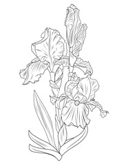 Royal Bearded Iris Flower