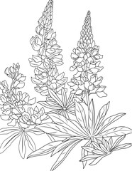 Lupine Bluebonnet flowers