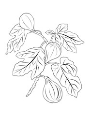 figs fruits and laves pen-and-ink illustration
