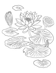 Lotus water lily flowers and leaves