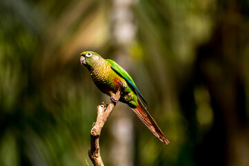 Beautiful bird Maroon-bellied Parakeet (Pyrrhura frontalis) with blurred background