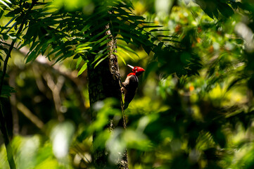 Beautiful Robust Woodpecker (Campephilus robustus) in the forest