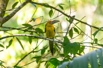 Obraz premium Beautiful Saffron Toucanet (Pteroglossus bailloni) in the wild