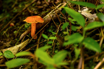 Beautiful solitary orange mushroom in the forest