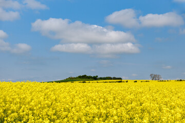 Obraz premium Yellow rapeseed fields in southern Sweden