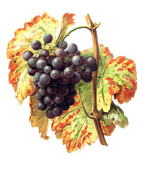 Ampelograhie, Rebsortenkunde, &Ouml;nologie, Weinbau, Weintraube, Weinrebe, Lasca grape