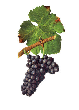 Ampelograhie, Rebsortenkunde, &Ouml;nologie, Weinbau, Weintraube, Weinrebe, Trousseau Traube ist eine im Jura beheimatete Rotweinsorte