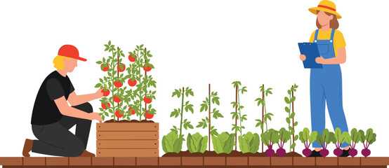 Organic Gardening and Farming Vector Illustration Showing People Harvesting Tomatoes and Checking Produce in a Raised Bed, Representing Sustainable Agriculture, Healthy Food, and Quality Control