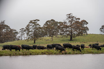 Fototapeta premium beautiful country landscape of cattle in Australia eating grass, grazing on pasture. Herd of cows free range beef being regenerative raised on an agricultural farm. Sustainable farming in tasmania