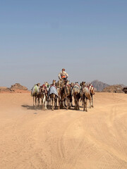 Dromedaries in Wadi Rum landscape, Jordan
