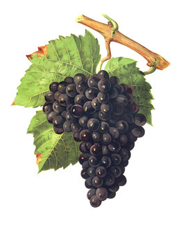 Ampelograhie, Rebsortenkunde, &Ouml;nologie, Weinbau, Weintraube, Weinrebe, Piquepoul Noir grape