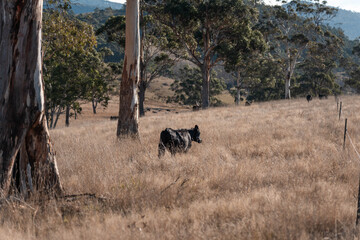 beautiful country landscape of cattle in Australia  eating grass, grazing on pasture. Herd of cows free range beef being regenerative raised on an agricultural farm. Sustainable farming in tasmania