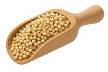 Sorghum grains in wooden scoop, healthy gluten-free cereal for diet, isolated on transparent background