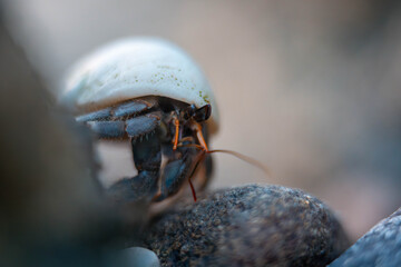 hermit crab in a shell on the rocks at a beach in tasmania australia