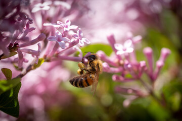 Pink lilac flower with a bee