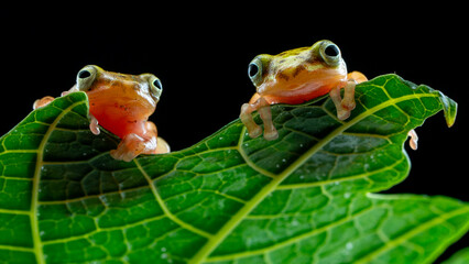 Frog on a leaf