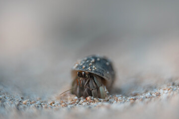 hermit crab in a shell on the rocks at a beach in tasmania australia