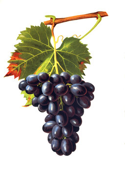 Ampelograhie, Rebsortenkunde, &Ouml;nologie, Weinbau, Weintraube, Weinrebe, Ribier grape