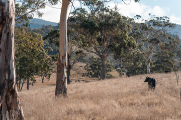 Fototapeta premium beautiful country landscape of cattle in Australia eating grass, grazing on pasture. Herd of cows free range beef being regenerative raised on an agricultural farm. Sustainable farming in tasmania