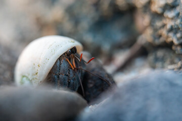 hermit crab in a shell on the rocks at a beach in tasmania australia